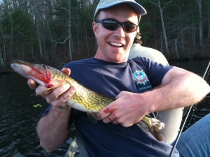 pickerel