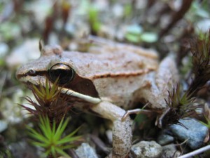 A wood frog contemplates the benefits of the thawed condition.