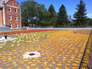 A green roof on the UConn campus. One of many practices on campus that fall within the green infrastructure umbrella.