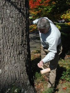 A CT Tree Warden tests for the existence of trunk decay in a red oak tree. 