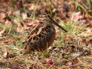 Woodcock