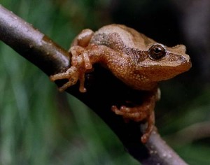 springpeeper2