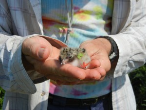 Tern chick on Great Gull Island