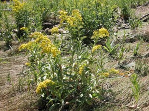 Seaside Goldenrod