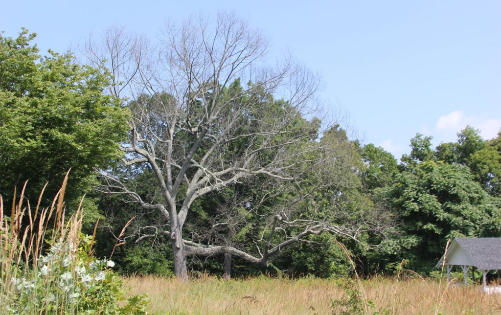 dead Oak tree